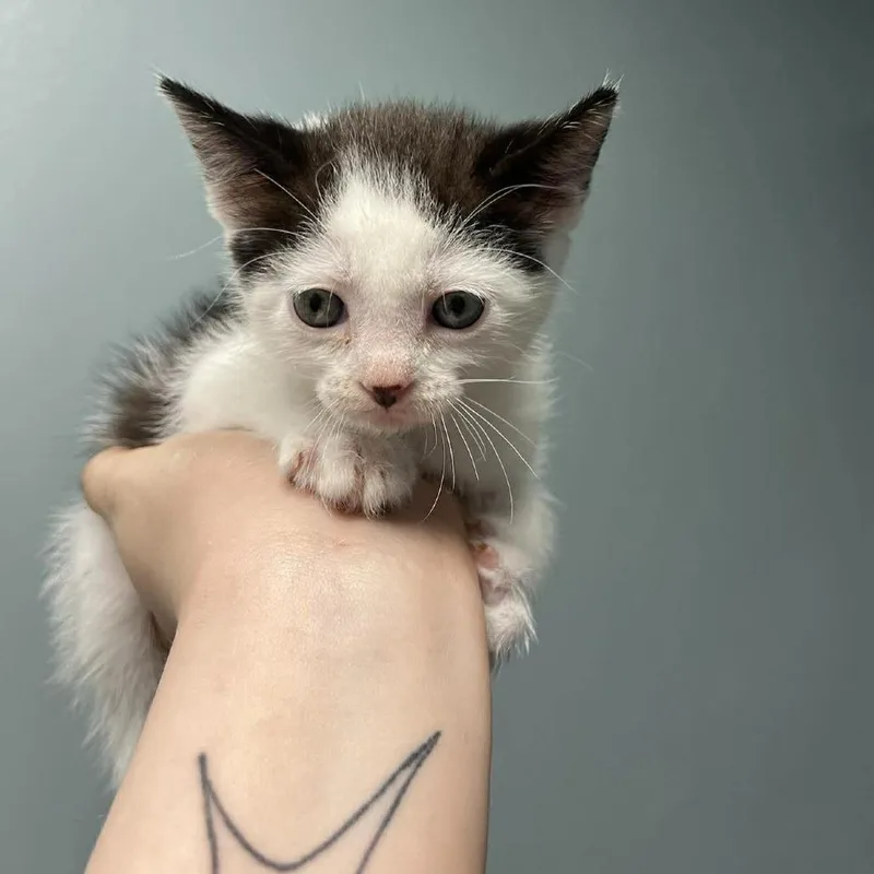 A baby small-sized female Black Domestic Short Hair cat named Stormy for adoption in Edwardsville, IL