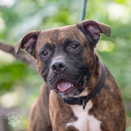 An adult large-sized male Boxer dog named Reuben for adoption in Honolulu, HI