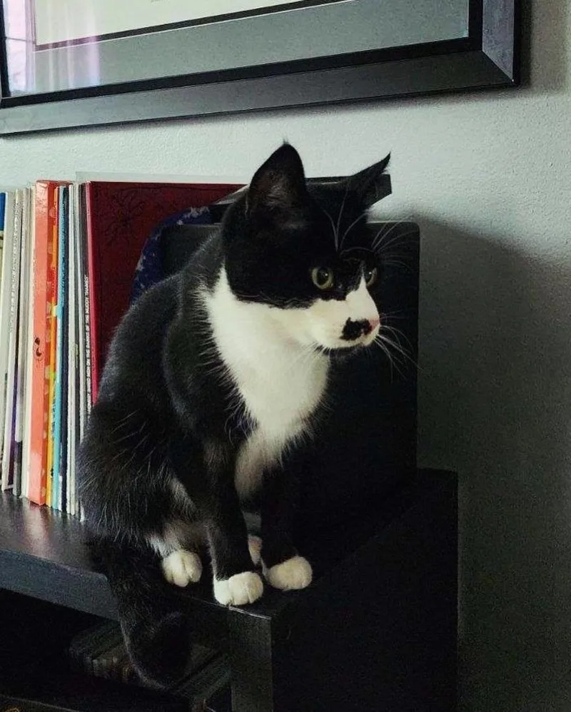 An adult medium-sized female Black & White / Tuxedo Domestic Short Hair cat named Celeste for adoption in Levittown, PA
