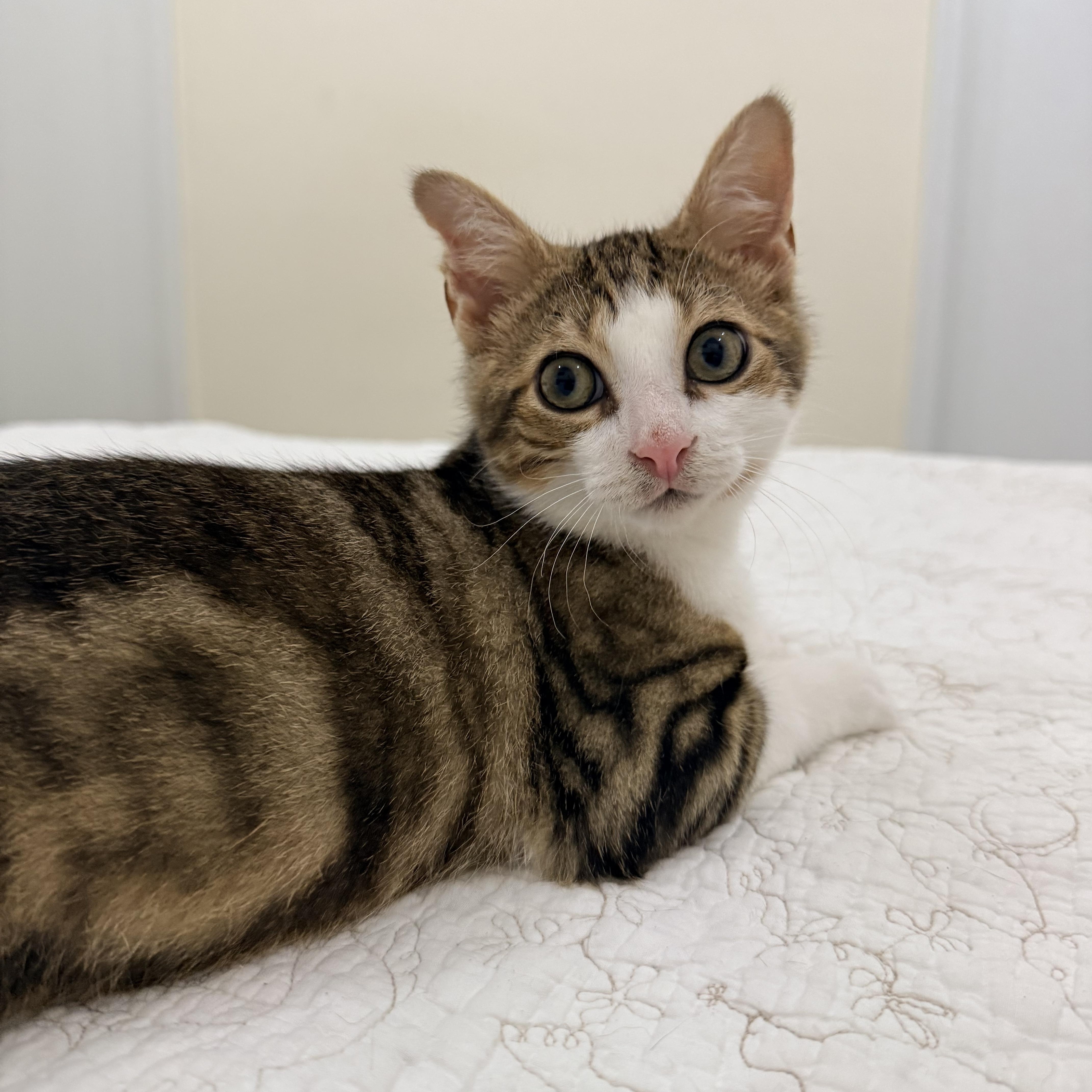 A baby small-sized male Domestic Short Hair cat named President Palmer for adoption in brooklyn, NY