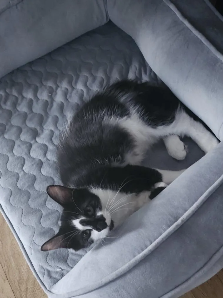 A baby small-sized female Black & White / Tuxedo Domestic Short Hair cat named Flower for adoption in Elyria, OH