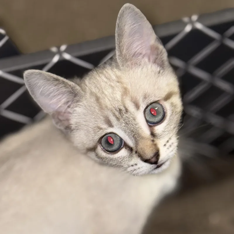 A baby small-sized female Cream Point Domestic Short Hair cat named Lola for adoption in Liverpool, TX