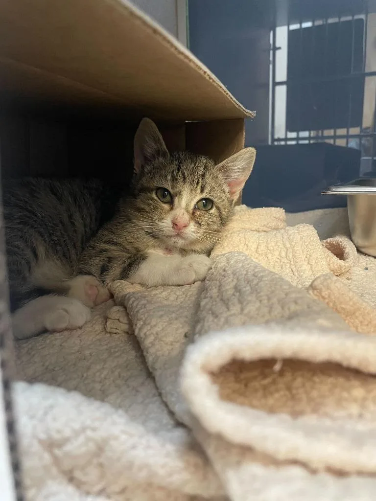 A baby small-sized female Domestic Short Hair cat named Leona for adoption in Tulsa, OK