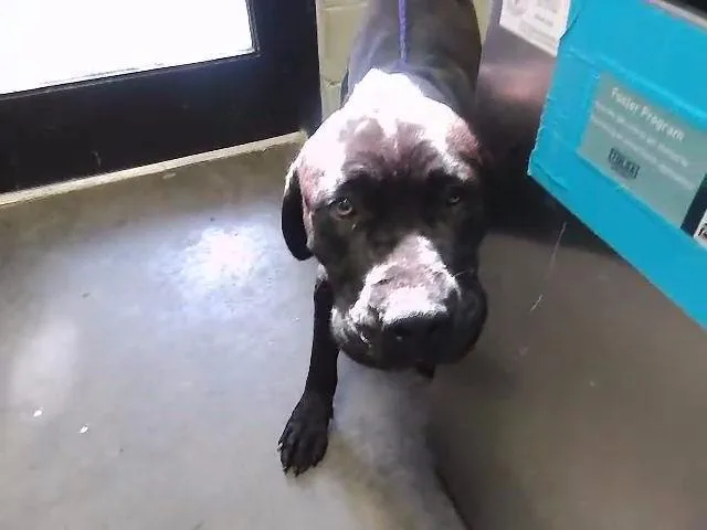 An adult large-sized male Labrador Retriever dog named Fisher for adoption in Tulsa, OK