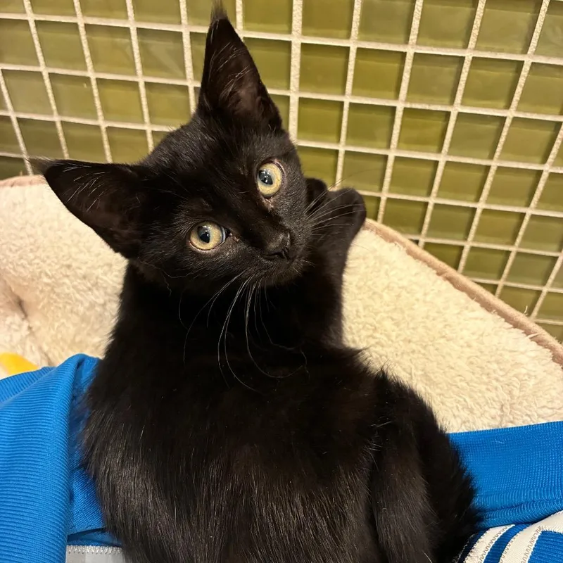 A baby small-sized male Black Domestic Medium Hair cat named Jared Goff for adoption in Ferndale, MI