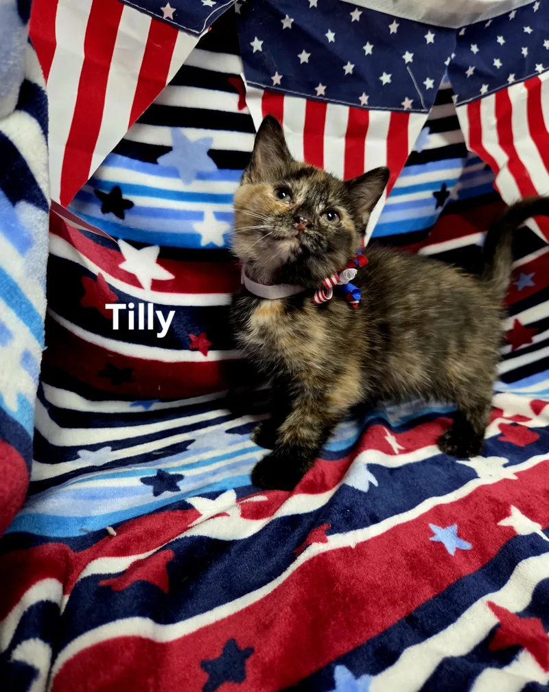 A baby medium-sized female Tortoiseshell Domestic Short Hair cat named Tilly for adoption in Delray, WV
