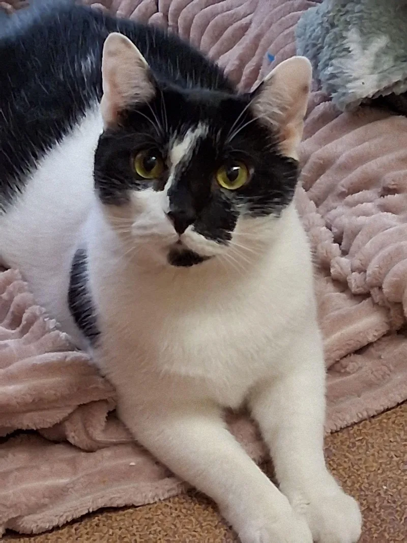 Hawaii @ Medina Petsmart