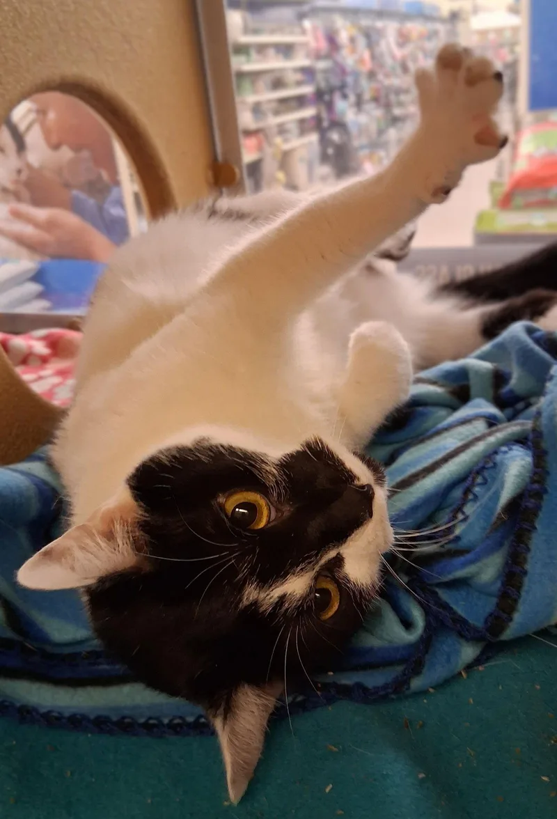 Hawaii @ Medina Petsmart thumbnail 2