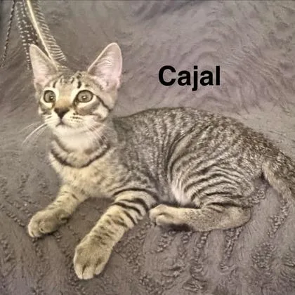 A baby small-sized male Domestic Short Hair cat named Cajal for adoption in West Chester, PA