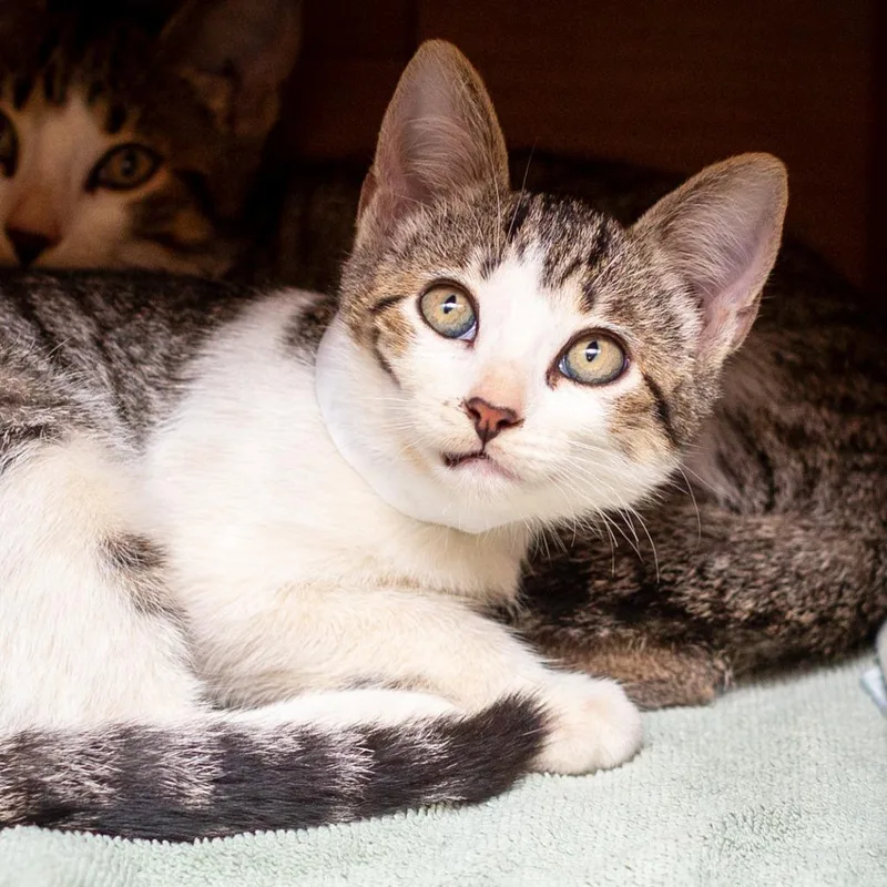 A baby small-sized female Domestic Short Hair cat named Nellie for adoption in Hattiesburg, MS