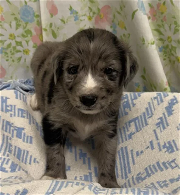 A baby small-sized male Australian Cattle Dog / Blue Heeler dog named Grumpy for adoption in Rosenberg, TX