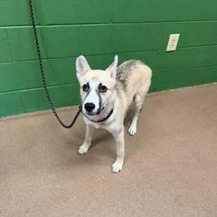 A young medium-sized female Yellow / Tan / Blond / Fawn Mixed Breed dog named Lavender for adoption in Greenville, SC