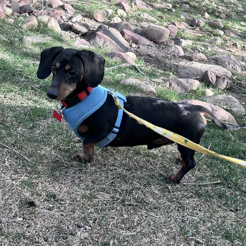 A senior small-sized male Black Dachshund dog named Sage for adoption in Boulder, CO