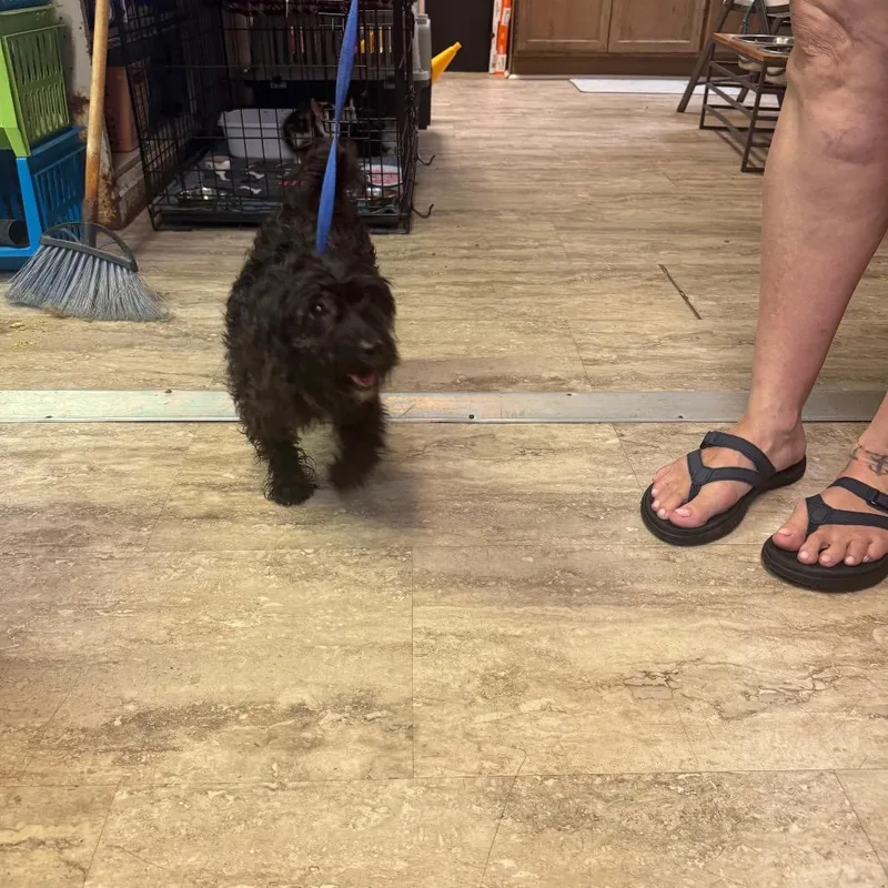 An adult small-sized female Black Miniature Poodle dog named Curly Sue for adoption in Hinesville, GA