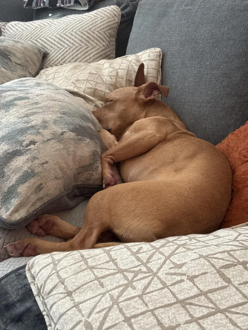 An adult medium-sized female Red / Chestnut / Orange Pit Bull Terrier dog named Gracie for adoption in Cypress, TX