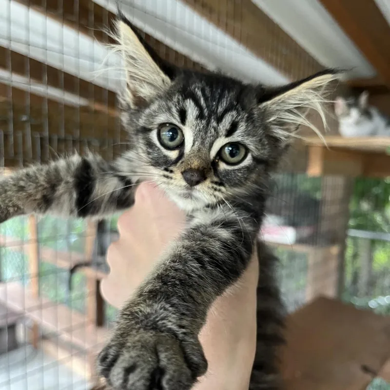 A baby small-sized female Gray / Blue / Silver Domestic Short Hair cat named Button for adoption in Parrish, AL
