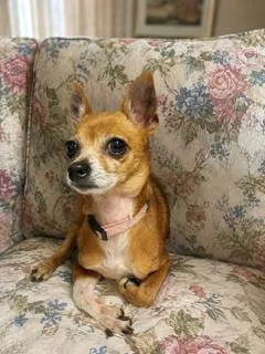 A young small-sized female Golden Chihuahua dog named Perri for adoption in Tifton, GA