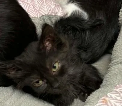 A baby small-sized female Domestic Short Hair cat named Siren for adoption in Lampasas, TX