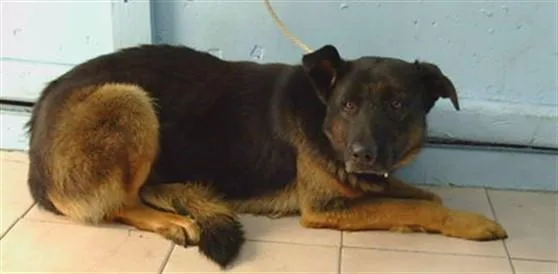 An adult large-sized male German Shepherd Dog dog named Hunter for adoption in Gardena, CA