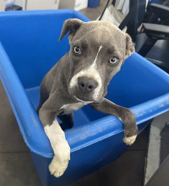 A baby large-sized female Mixed Breed dog named Grizelda for adoption in Dallas, TX