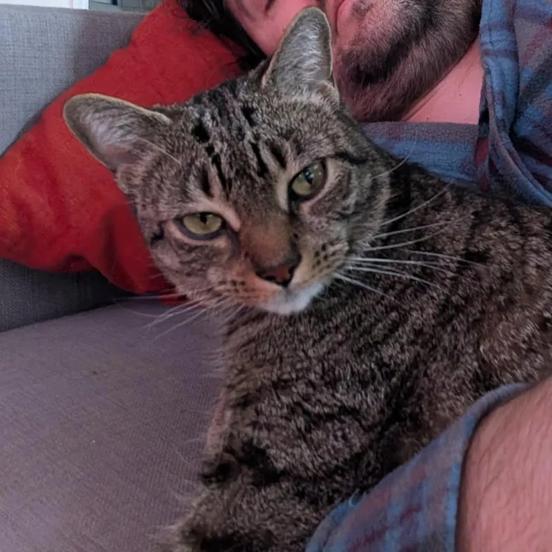 Minou  Lap Cat! thumbnail 4