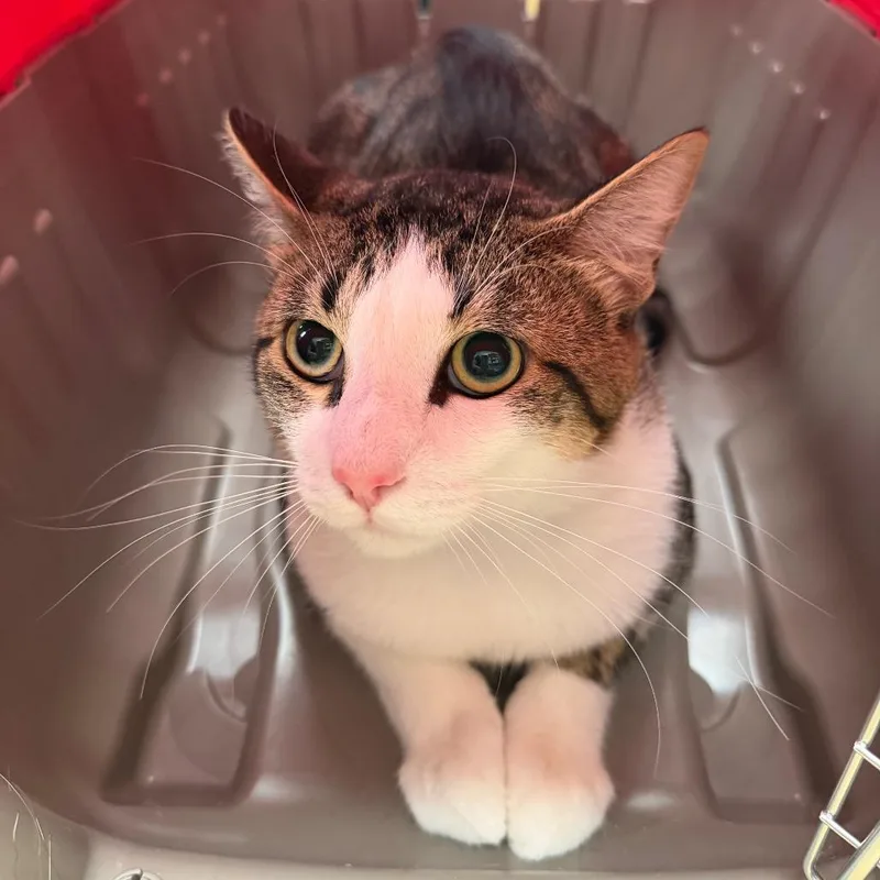 A young large-sized male White Domestic Short Hair cat named Bob Sanders for adoption in Sarasota, FL