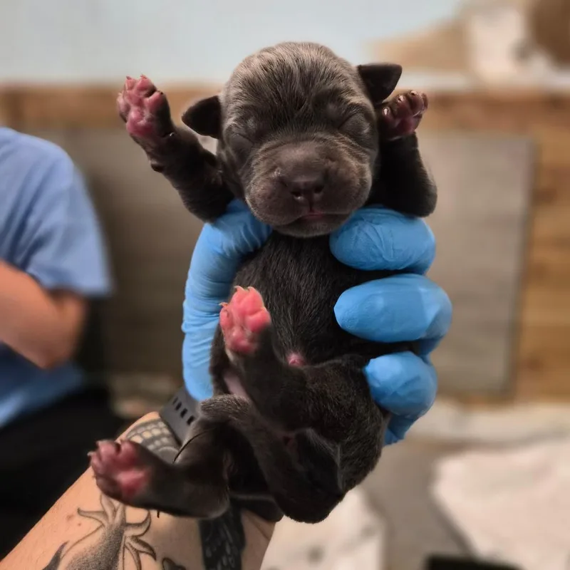 A baby large-sized male Gray / Blue / Silver Cane Corso dog named Americano for adoption in Wahiawa, HI