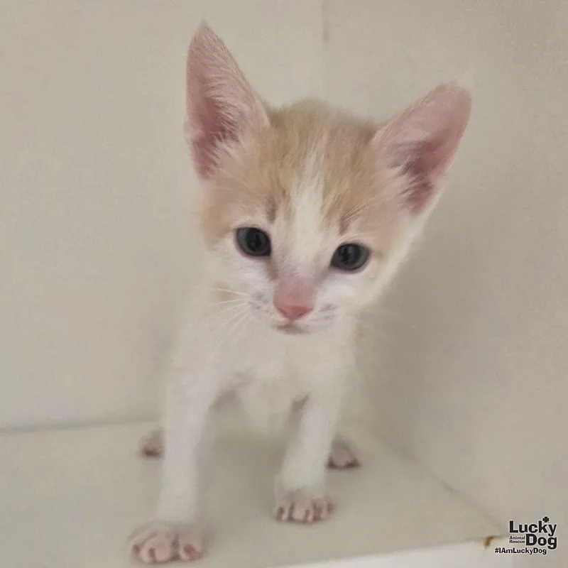 A baby medium-sized male Orange & White Domestic Short Hair cat named Kendall for adoption in Washington, DC