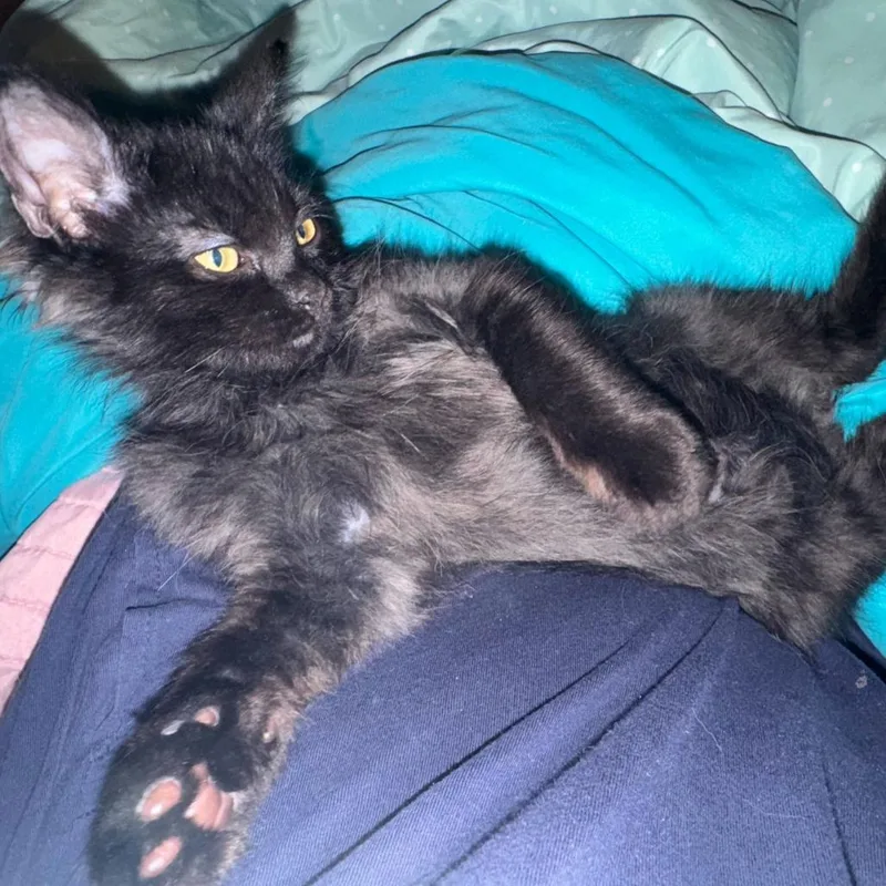 A baby small-sized male Black Domestic Short Hair cat named Bear for adoption in Escondido, CA