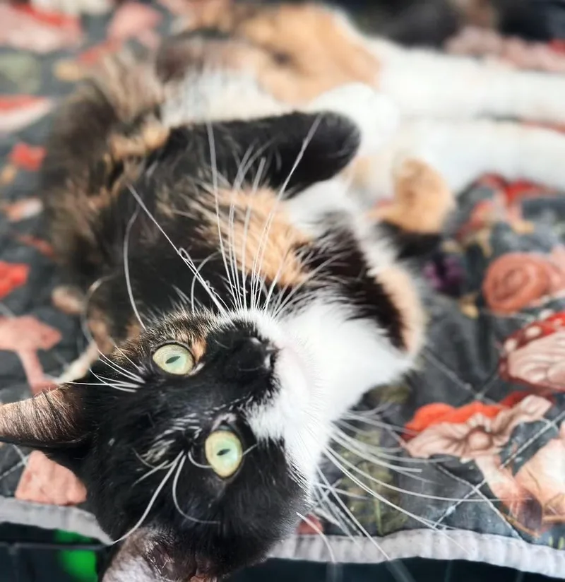 A young medium-sized female Calico cat named Tiger Lily for adoption in Philadelphia, PA