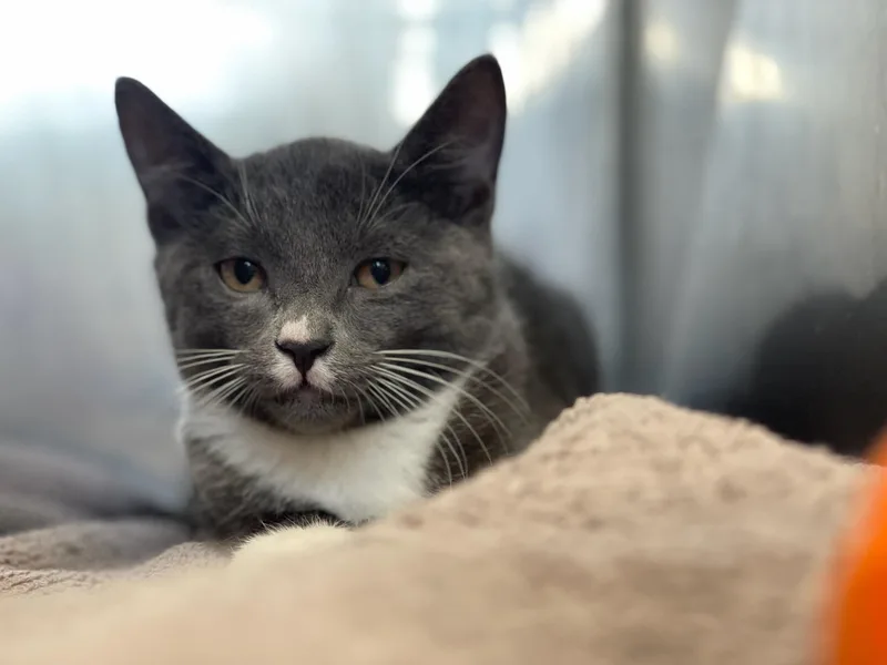 A baby medium-sized male Domestic Short Hair cat named Kalabar for adoption in Medfield, MA