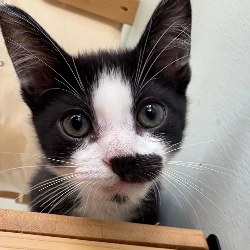 A baby small-sized male Black Domestic Short Hair cat named Gene for adoption in Leander, TX