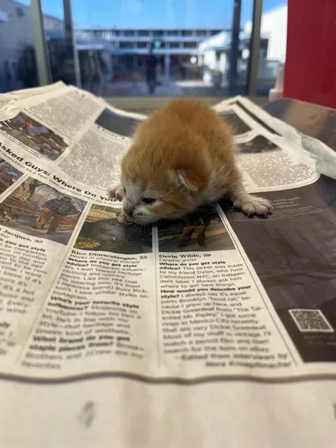 A baby small-sized female Domestic Short Hair cat named Lobster for adoption in Jacksonville, FL