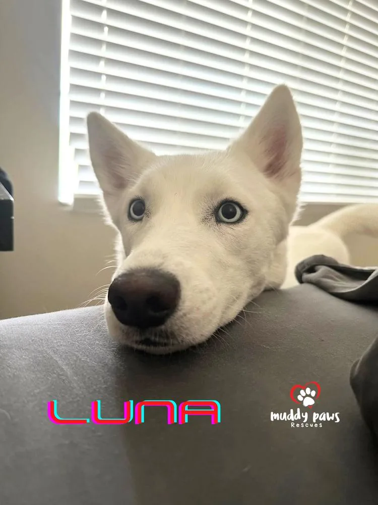 Luna thumbnail 2