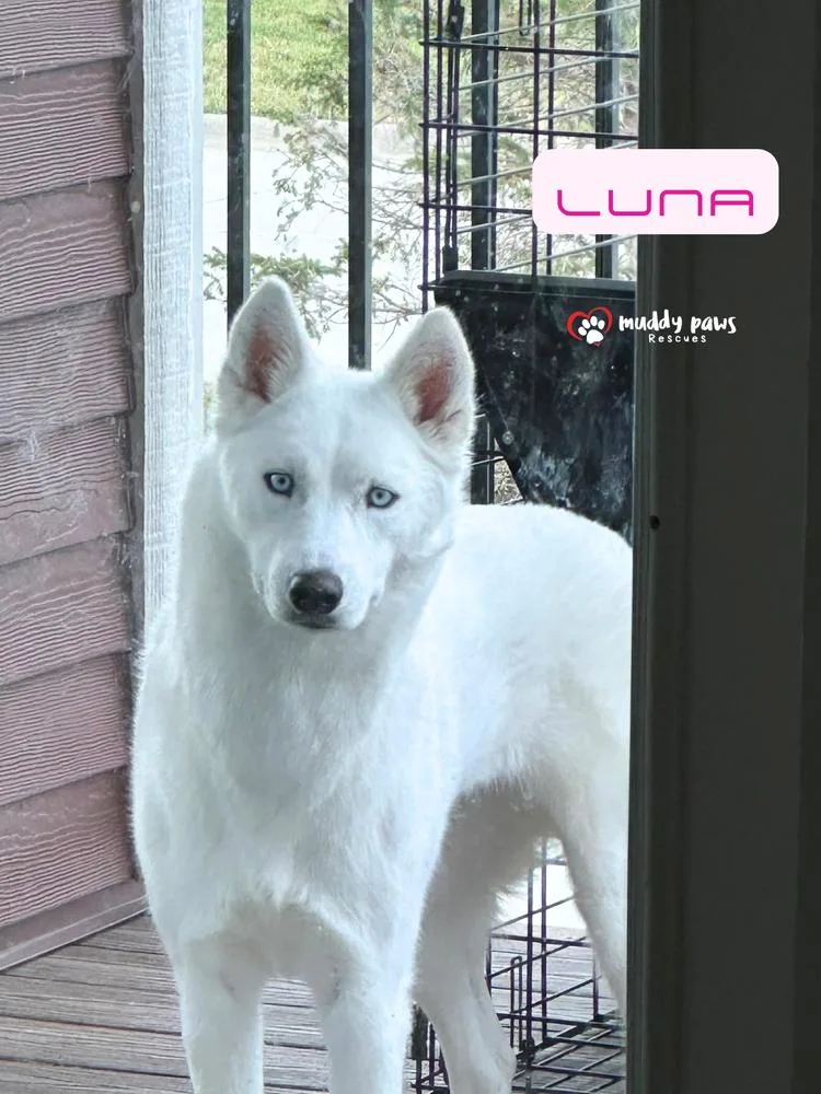 Luna thumbnail 3