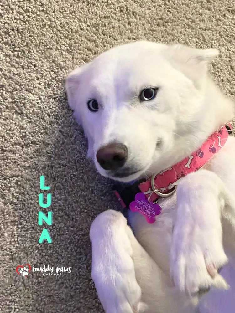 Luna thumbnail 4