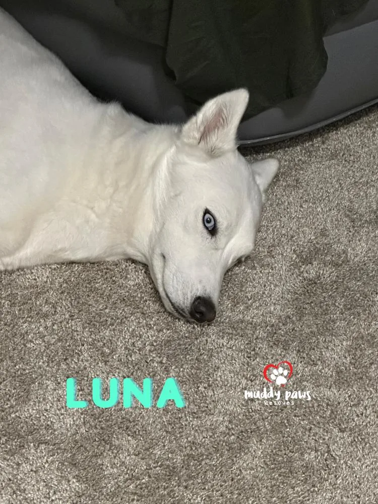 Luna thumbnail 5