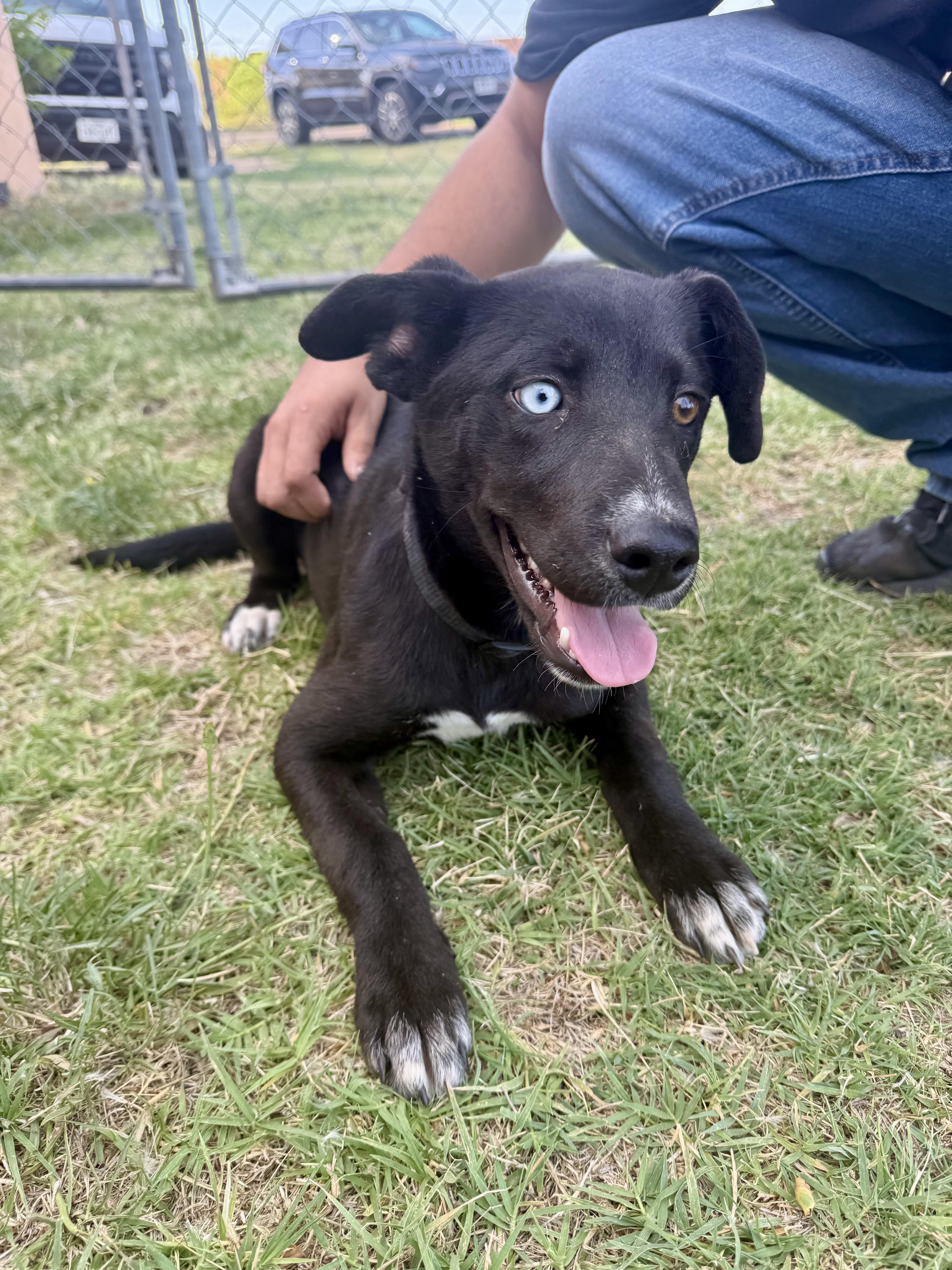 A baby medium-sized female Black Labrador Retriever dog named Layla for adoption in Dripping Springs, TX