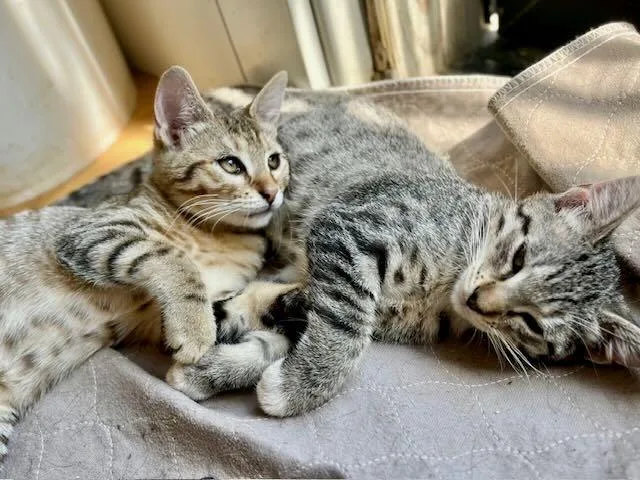 A baby medium-sized female Tabby (Buff / Tan / Fawn) Tabby cat named Pickles & Oliver for adoption in The Dalles, OR