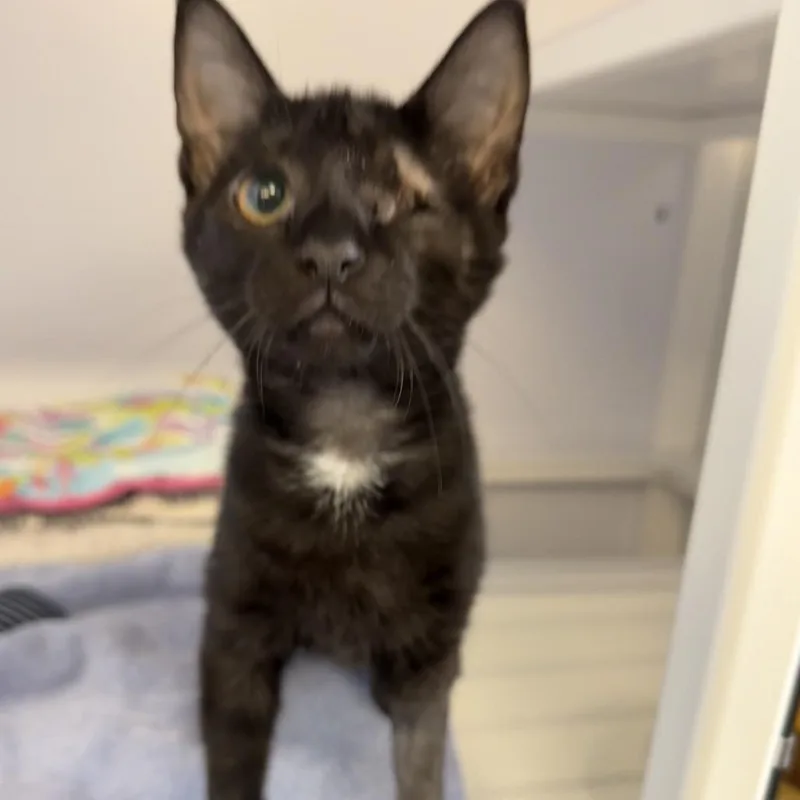 A baby small-sized female Black Domestic Short Hair cat named Moony for adoption in Sarasota, FL