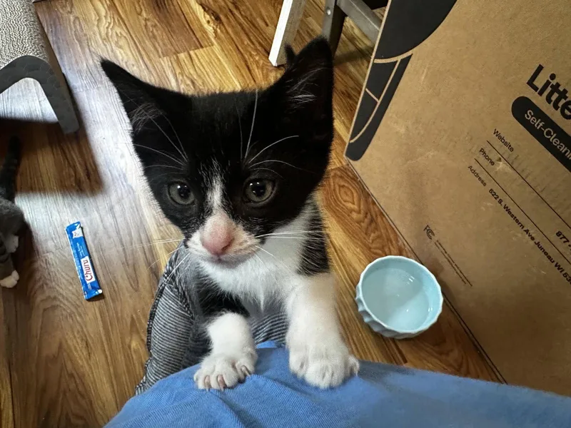 A baby medium-sized male Tuxedo cat named JamKC for adoption in Greenville, DE