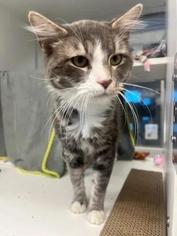 A young medium-sized male Tabby (Gray / Blue / Silver) Domestic Medium Hair cat named Skywalker for adoption in Manassas, VA