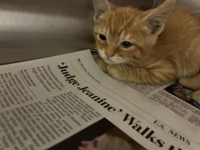 A baby small-sized female Domestic Medium Hair cat named Moustache for adoption in San Martin, CA