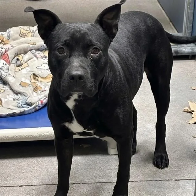 A young large-sized male Pit Bull Terrier dog named Scrappy for adoption in Phoenix, AZ