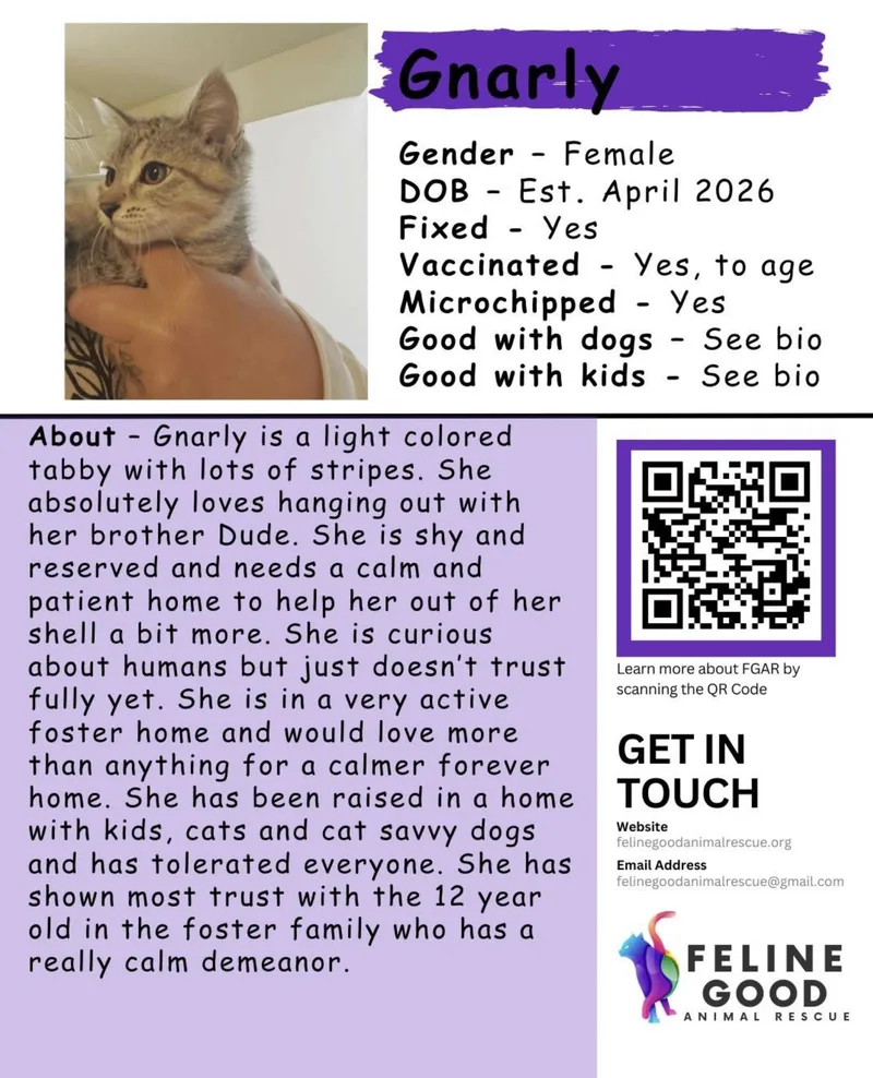 A baby medium-sized female Tabby (Brown / Chocolate) Domestic Short Hair cat named Gnarly for adoption in Eugene, OR
