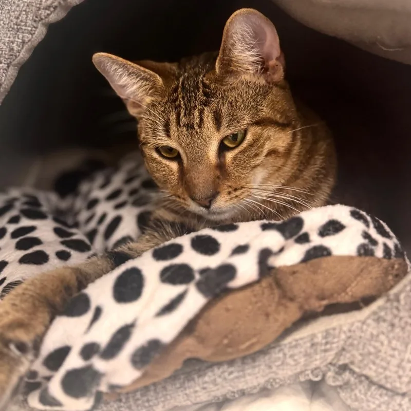 An adult medium-sized female Brown / Chocolate Domestic Short Hair cat named Sharon for adoption in Wheeling, IL