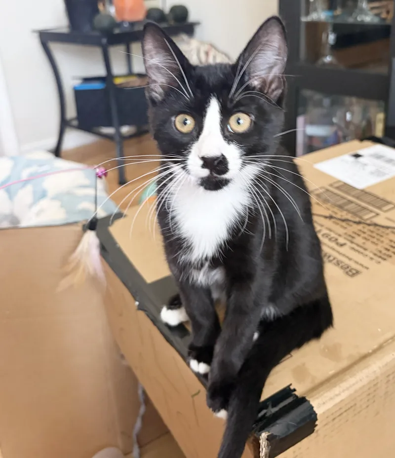 A baby medium-sized male Black & White / Tuxedo Domestic Short Hair cat named Chachi for adoption in Parkville, MO