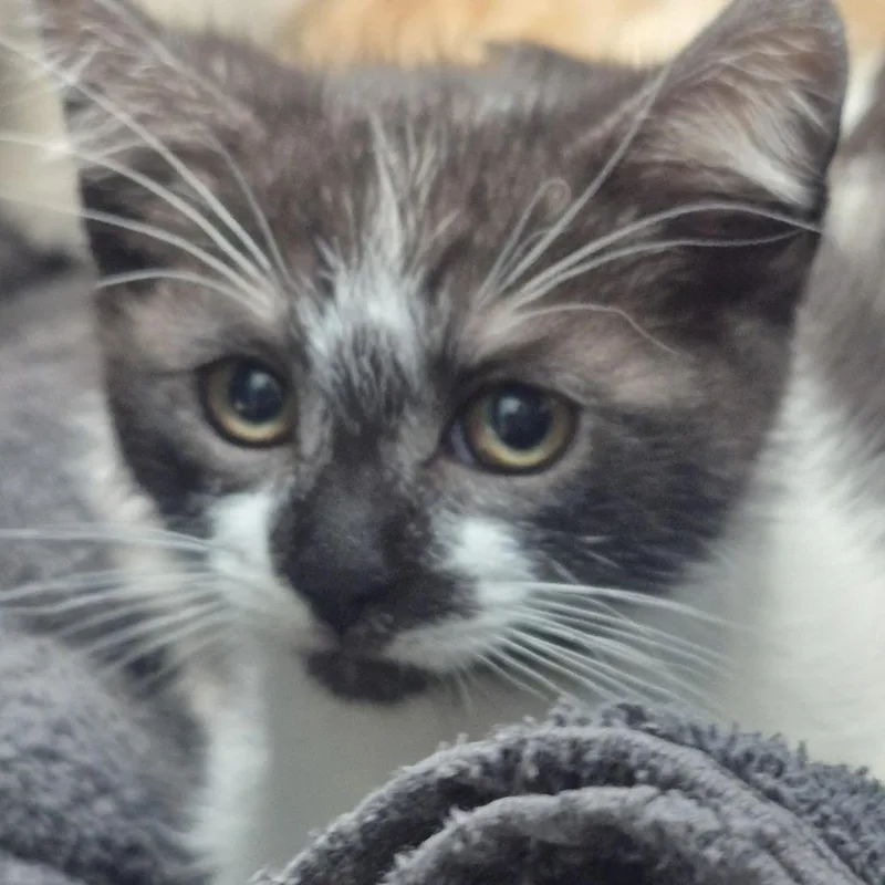 A baby small-sized female Gray / Blue / Silver Domestic Short Hair cat named Coca Cola for adoption in Tacoma, WA