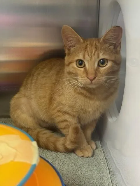 A baby small-sized female Domestic Short Hair cat named Coral for adoption in Naples, FL