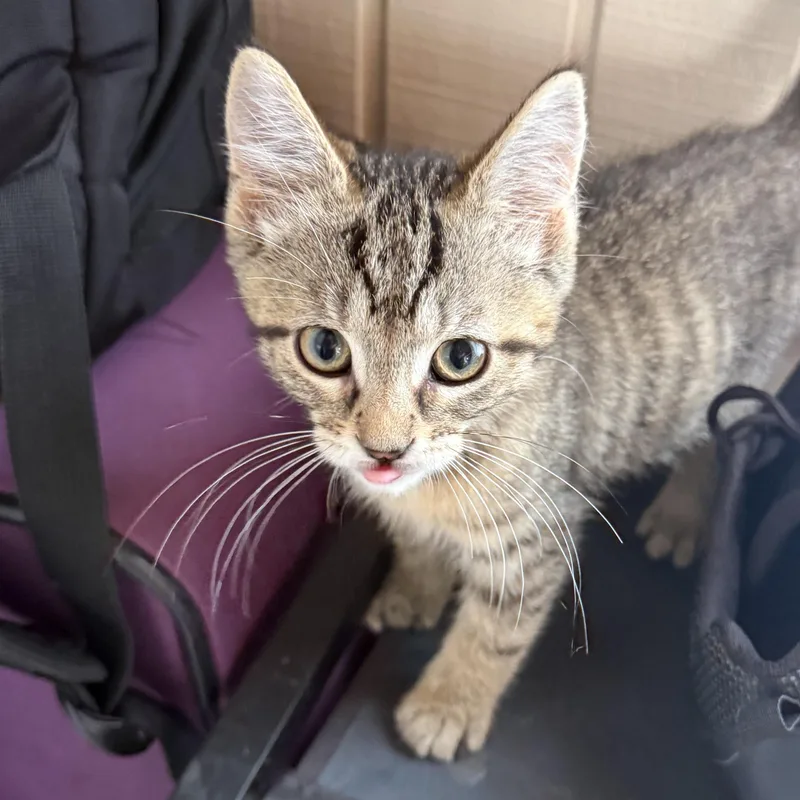 A baby medium-sized male Tabby (Brown / Chocolate) Domestic Short Hair cat named Mario for adoption in Toledo, OH